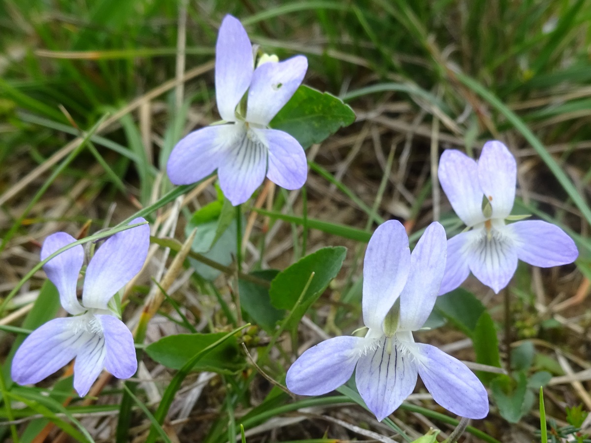 Viola lactea (Violaceae)
